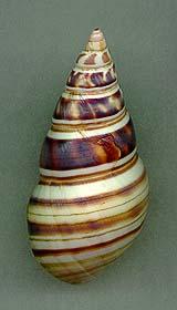 achatina2