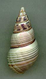 achatinus4
