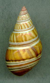 alternatus