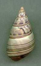 barroi