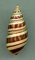 blainianus
