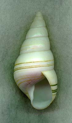 capenAPW.JPG (43503 bytes)