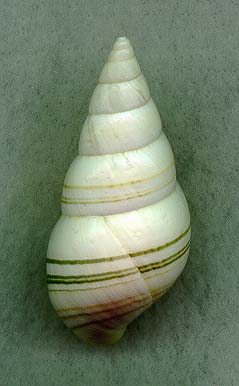 capenDW.JPG (45114 bytes)