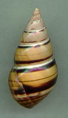 caribaeus1