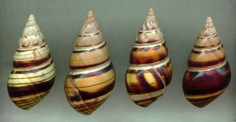 caribaeus series