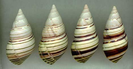 caribaeus series2