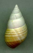 caroli