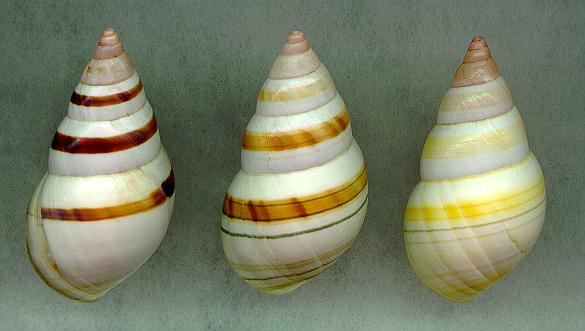cast2mmD.jpg (27977 bytes)