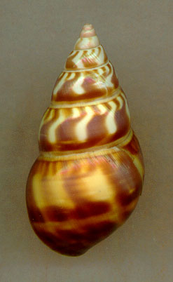 castaneusD.jpg (18503 bytes)