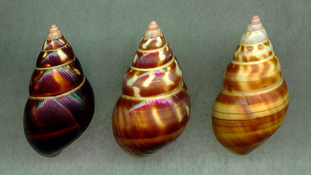 castaneusDgrp.jpg (76927 bytes)
