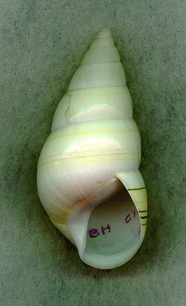 cingulAP.JPG (48367 bytes)