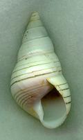 crenatus aperture