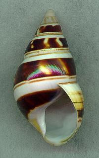 deckert2AP.jpg (10971 bytes)
