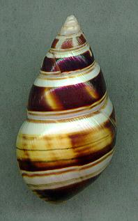 deckertD.jpg (10646 bytes)