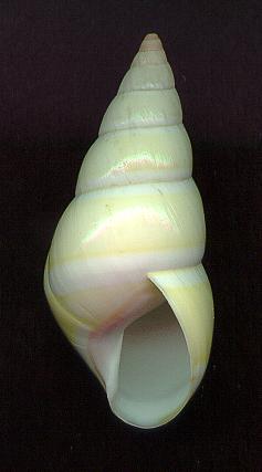 dryasAP.jpg (10382 bytes)