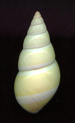dryasD.jpg (10394 bytes)