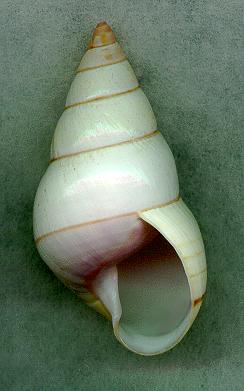elegans2AP.jpg (15029 bytes)