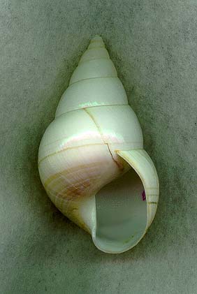 elliotAP.JPG (50918 bytes)