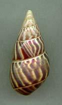 flammellus