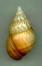 fuscoflamellus