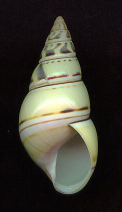 graphLPap.jpg (11308 bytes)
