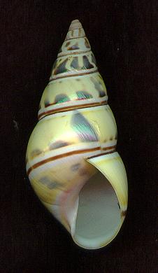 innomAP.jpg (11765 bytes)