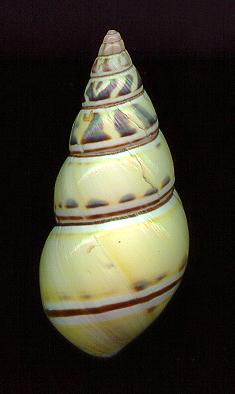 innomd.jpg (10747 bytes)