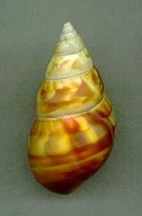 kennethi