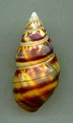 lucidovarius