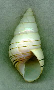 matecumbAP.jpg (13895 bytes)