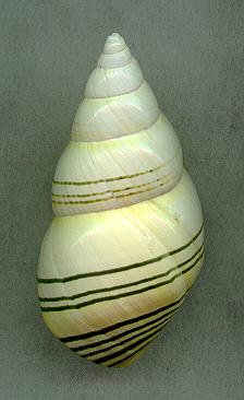 matecumbD2.jpg (12359 bytes)