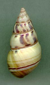 mcgyntyi