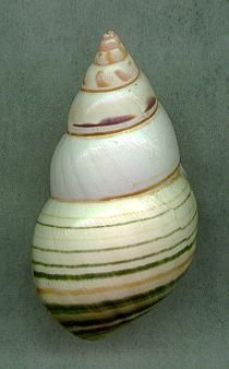 miamensD.jpg (11192 bytes)