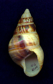 nebuloAP.jpg (16522 bytes)