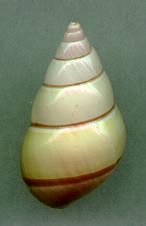 nobilis