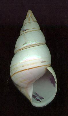 osmentAP.jpg (11581 bytes)