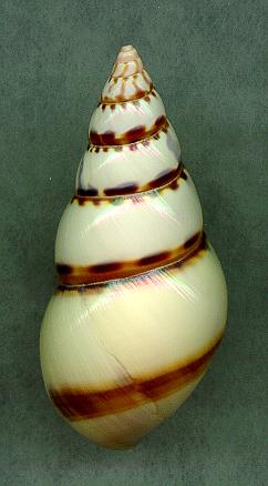 pictusD.jpg (16053 bytes)