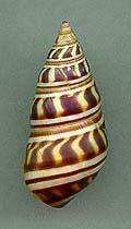 pilsbryi