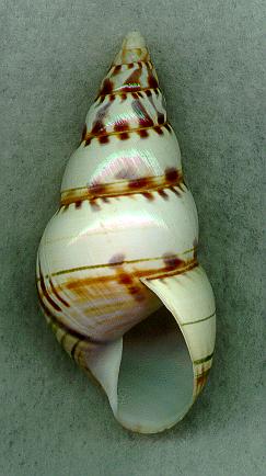 pseudopictAP.jpg (18847 bytes)