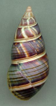 sanctispiritensis dark