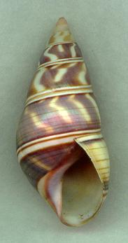 sanctispiritensis light aperture