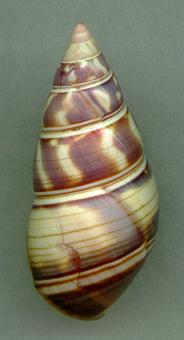 sanctispiritensis light