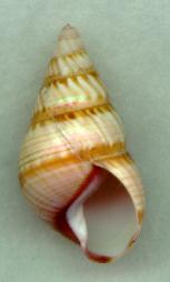 sanctamariae light aperture