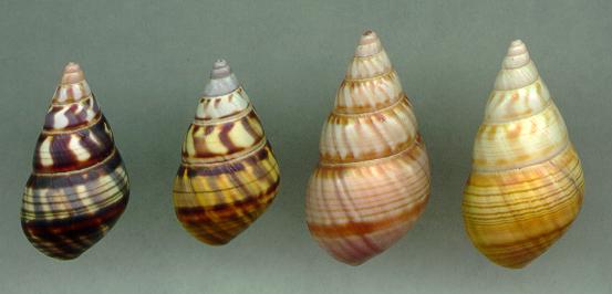 sanctamariae series