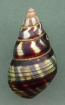 sanctamariae dark
