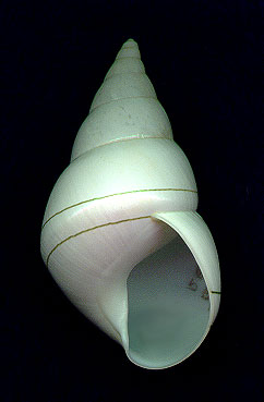 septenAP.jpg (12688 bytes)