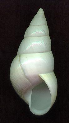 solidulusAP2.jpg (9656 bytes)