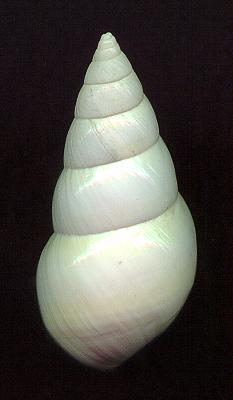 solidulusD.jpg (9843 bytes)