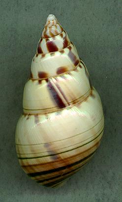 splendidD3.jpg (15751 bytes)