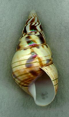 splendidusAP.jpg (17210 bytes)